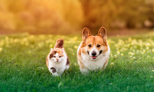 Canvas Art - Dog & Cat
