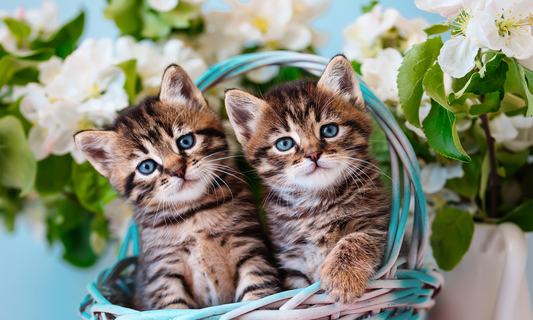 Canvas Art - Cute cat