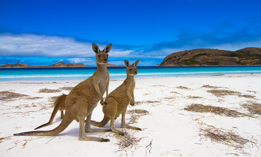 Canvas Art - Kangaroo
