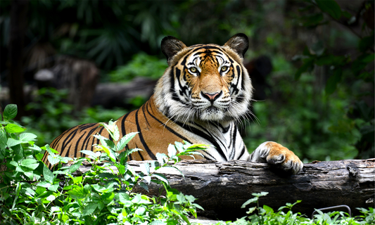 Canvas Art - Tiger